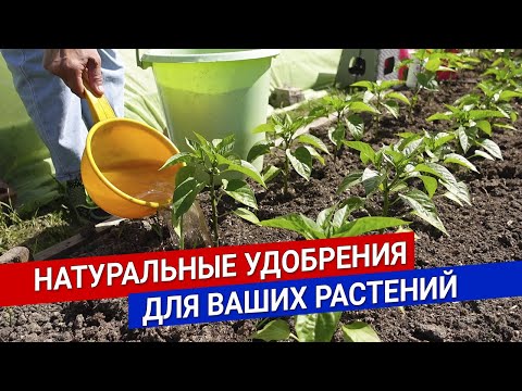 Натуральные удобрения для