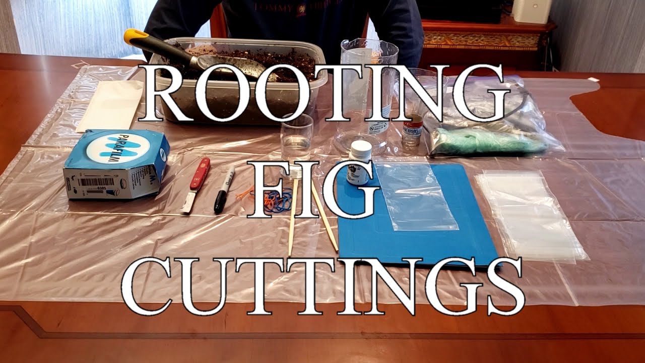 Easy quick fig rooting method. Secrets revealed, with tips and tricks