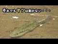 釣れない時間帯でも関係無く釣れちゃうルアーはコレ！【バスまる見え】