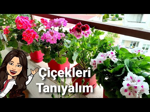 Video: Modern Petunya çeşitleri