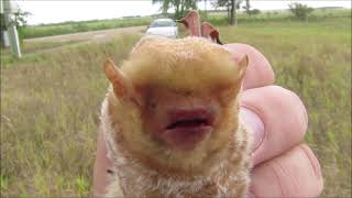 Red Bat Rescue!