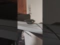 blowing a Speaker 5w speaker vs 95w Attachment 100% #fypシ #shorts #basstest #blowout #speaker