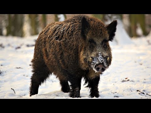 Video: Jak Africký Mor Prasat Ovlivňuje