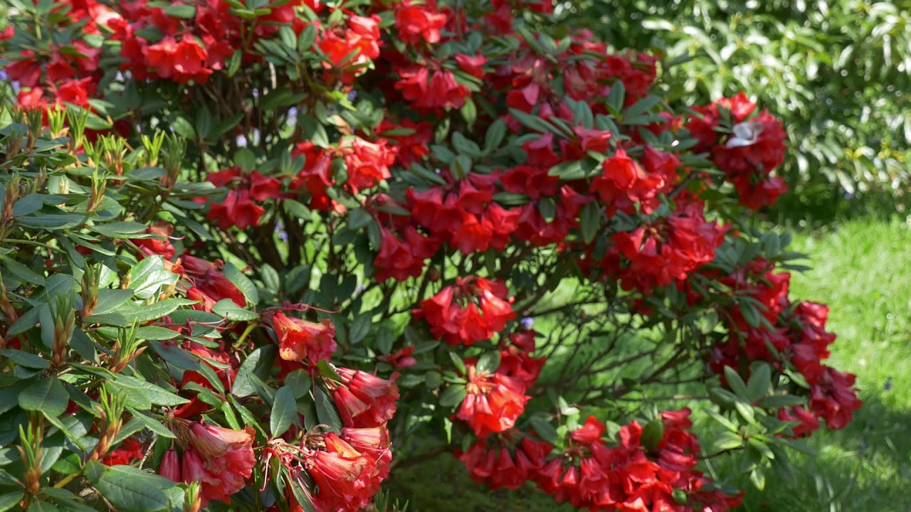 Rhododendron Red Centurian