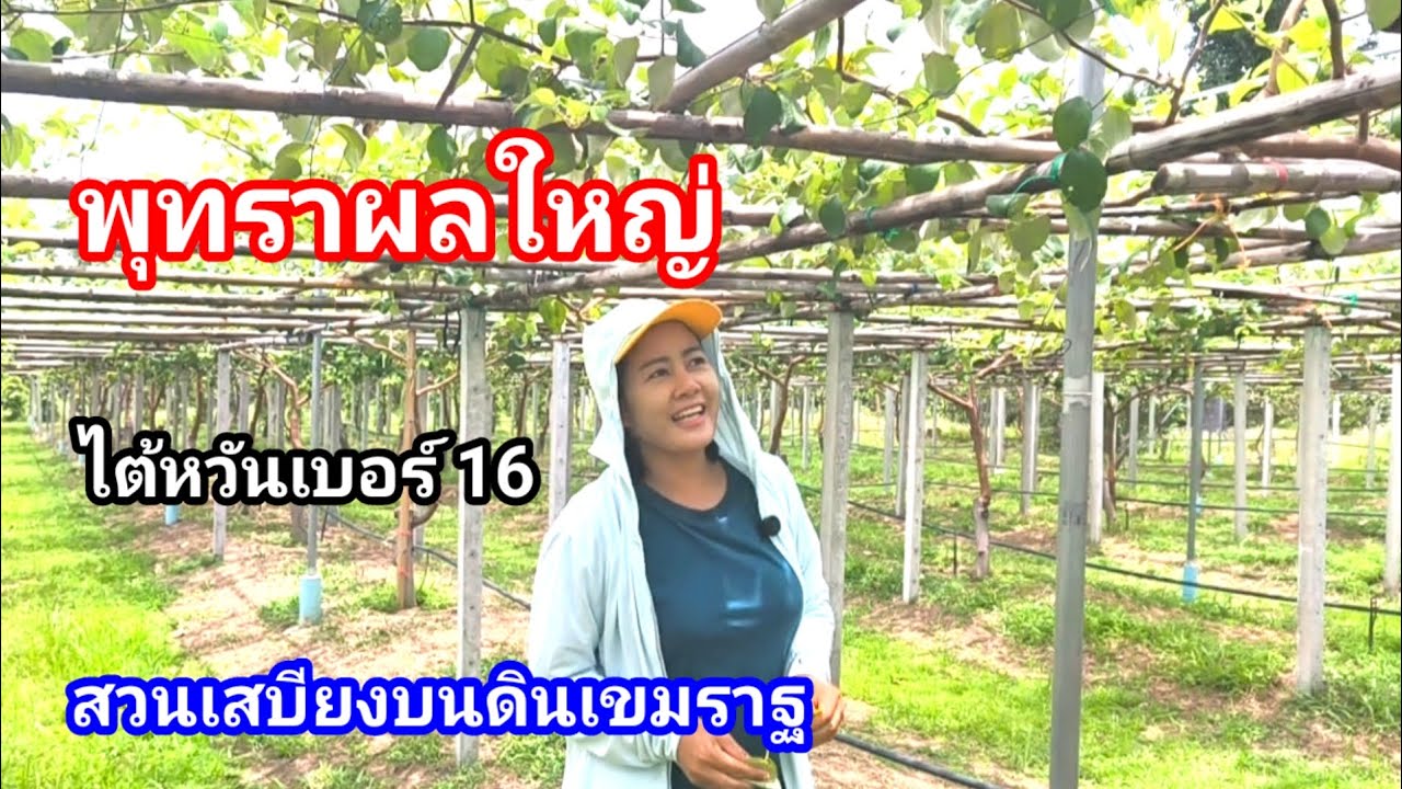 พุทราพันธุ์ใหม่ ลูกใหญ่ไซส์สวย ไต้หวันเบอร์ 16 พร้อมแบ่งปันที่สวนเสบียงบนดินอำเภอเขมราฐ