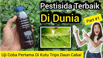 💥 Ayo Kita Buat‼️Pestisida Organik SUPER Yang Cepat Membasmi Hama Kutu Ulat Kurang Dari 10 Menit ✅💥