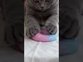 Cat vs Slime#cat #catlover #slime #catvsslime #cuteanimal #petfunny #catplay #kittensoftiktok #fyp