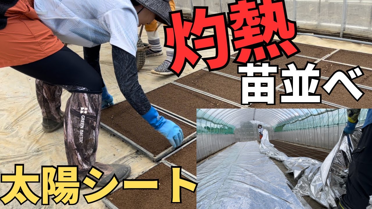 播種後のパワハラ苗並べ　太陽シートの掛け方　　　　育苗ローラーで土落とし#農業 #水稲 #太陽シート