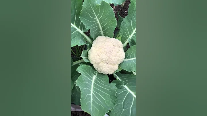 When is the BEST TIME to HARVEST CAULIFLOWER? Learn when and how to harvest cauliflower - DayDayNews