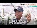 1本の木にマンゴー1223個！ 前人未到の実りに歓喜　今帰仁村