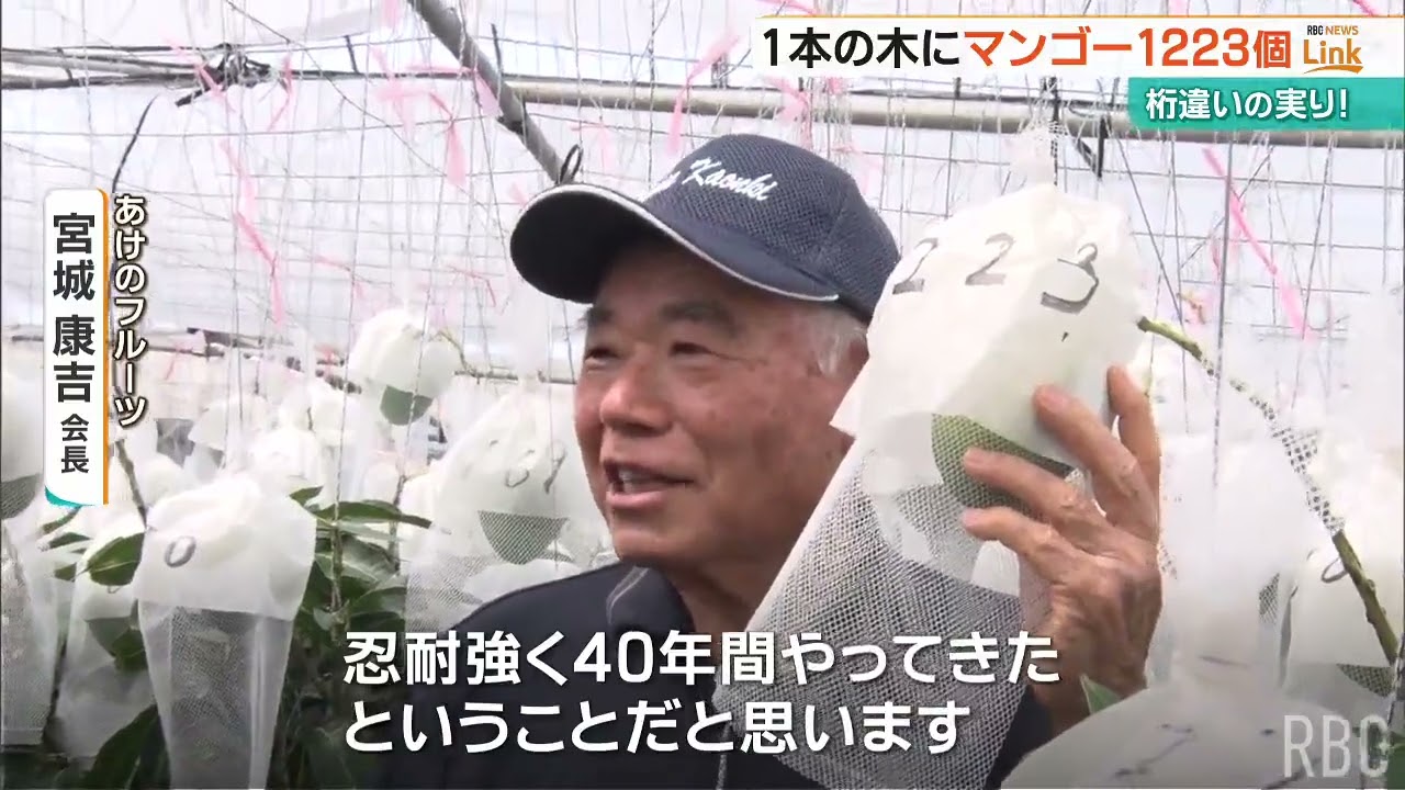 林様150Kマンゴー1つ85K④2つ 1,223 Mangoes on a Single Tree! Celebrating an Unprecedented