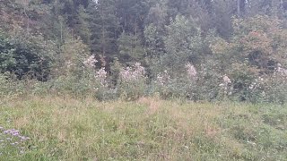 🚨 Tödlicher Motorradunfall auf L159 im Steinatal  bei Ühlingen-Birkendorf - Livebericht [25.09.2021]