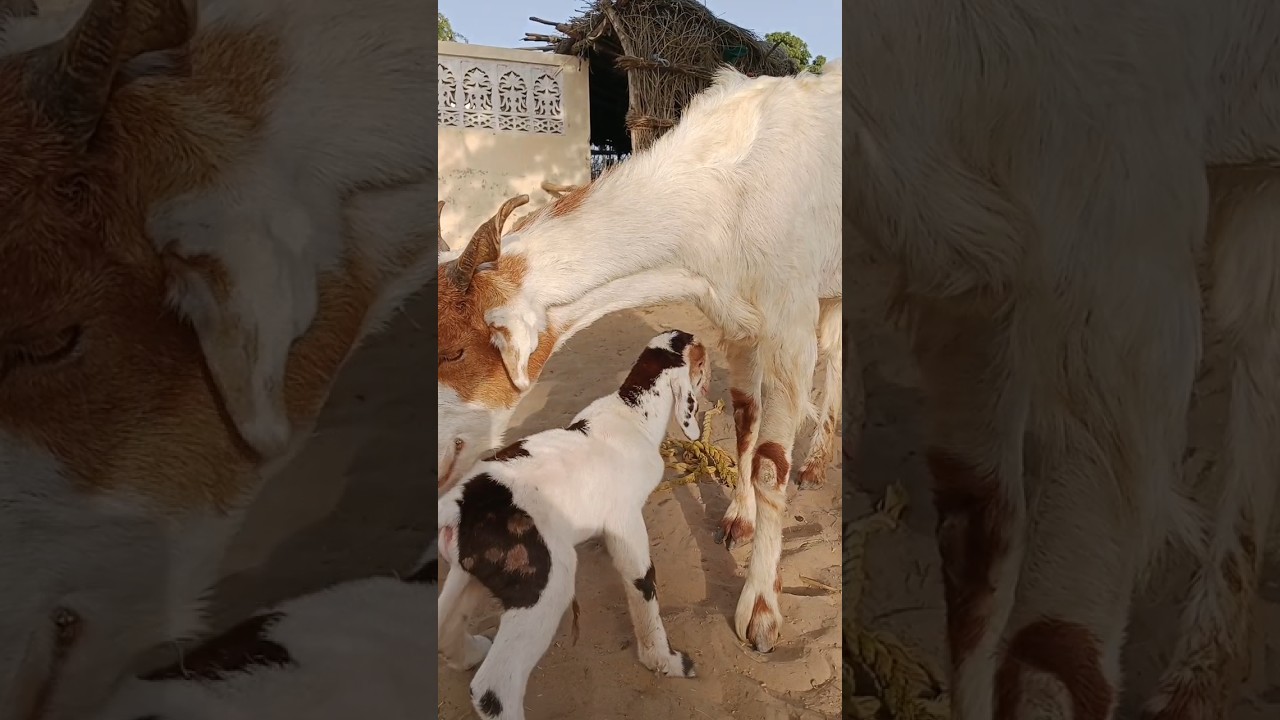 Mother love 😘 Goat Baby