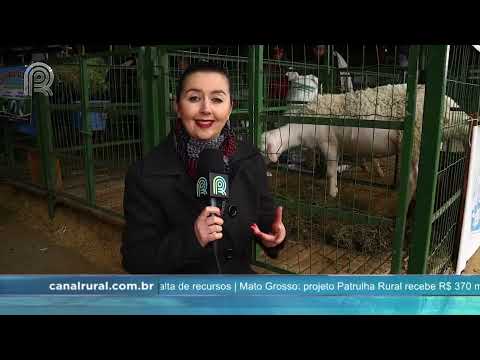 Os animais estreantes são o grande destaque da 45º edição da Expointer | Canal Rural