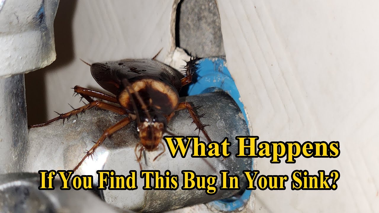 What Happens If You Find This Bug In Your Sink?