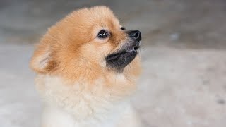 Pomeranian Agility Competition Speed and Skill on Display by Pomeranian USA 89 views 9 days ago 3 minutes, 58 seconds