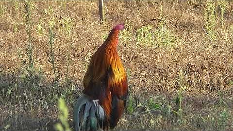 Noob qaib qus pom2 -Red Jungle Fowl50% Beautiful-정글 닭50% (ลูกผสมเลือดป่าF2)...3