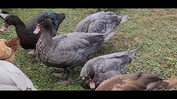 MUS PUB WB COV QAIB NAWB 11/7/2022