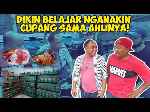 Tips beternak cupang dari ahlinya | Azis Gagap & Friends