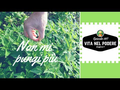 Video: Prendersi cura e raccogliere le verdure di ortica - Come coltivare le verdure di ortica