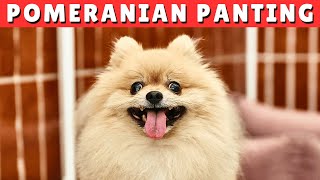 Why is My Pomeranian Breathing SO FAST?