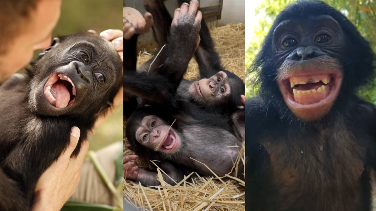 From Giggles to Hoots: Heartwarming Great Ape Sounds of Joy & Laughter 🦍🦧🐵