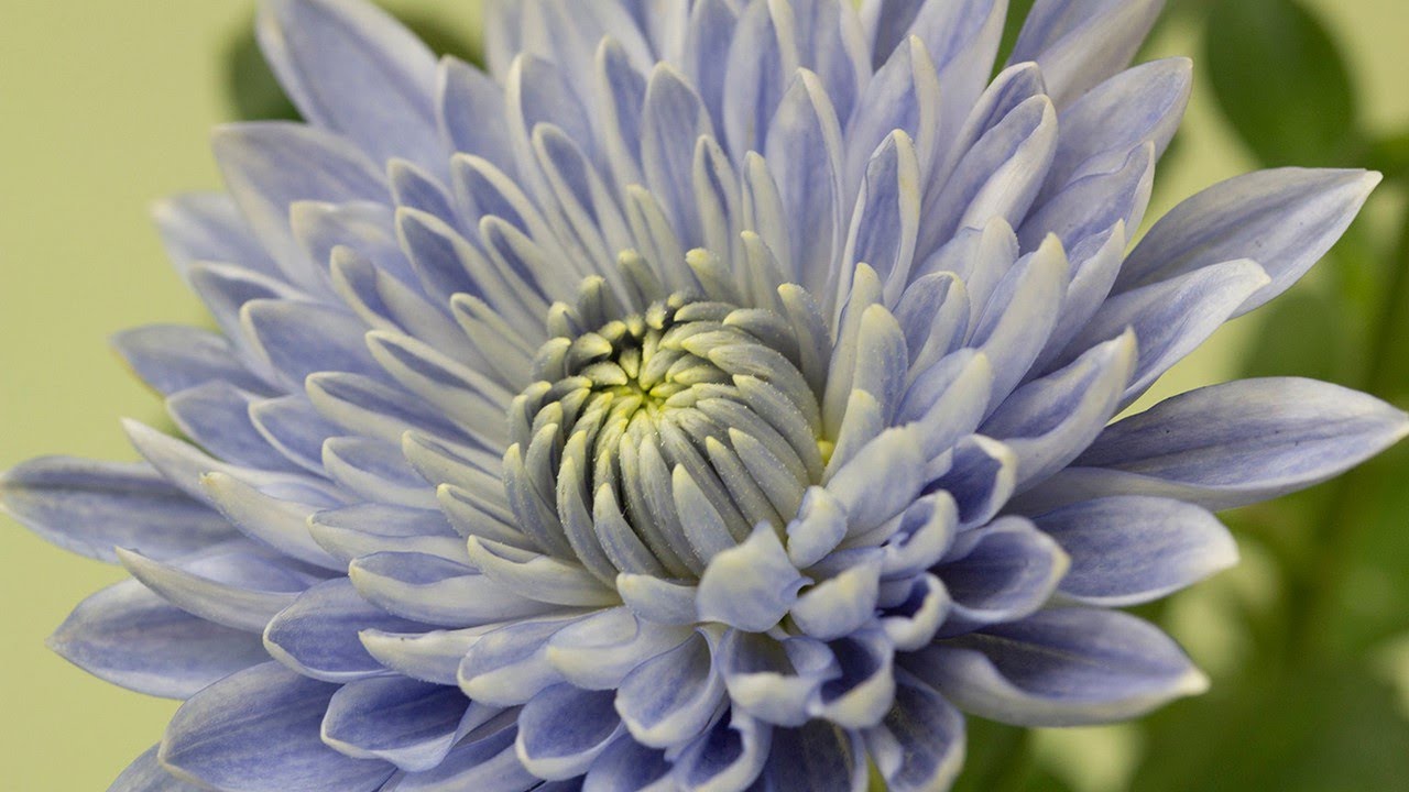Asteraceae: Flor y fruto