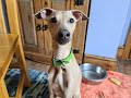 Gatsby the Italian Greyhound - 6 Weeks Residential Dog Training