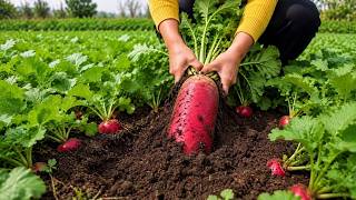 Harvesting Tons of Radishes to Sell at the Market & Cooking a Delicious Meal at Home