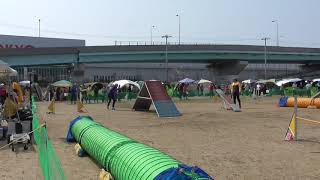 2019.4.6大阪クラブアジリティ―競技会1日目ピークAG2