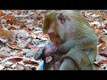 Never seen mother tries to refuse milk with tongue real monkey 2024