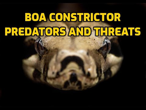 Video: Boa constrictor: fotografia a popis, biotop