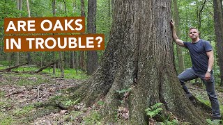 Are Oaks In Trouble?