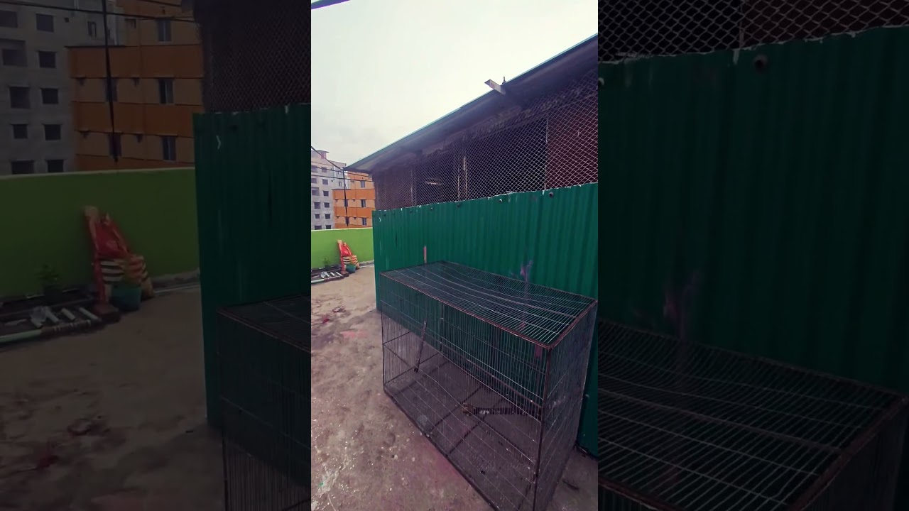 পাখির বড় ঘর