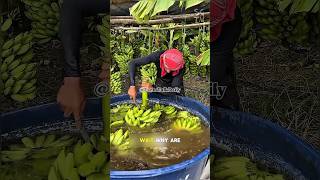 Banana Washing Secret 🍌#BananaFarming #FarmHacks #PostHarvest #Agriculture #GrowSmart