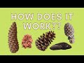 The Secrets Of Pine Tree Reproduction And Pollen Dispersal