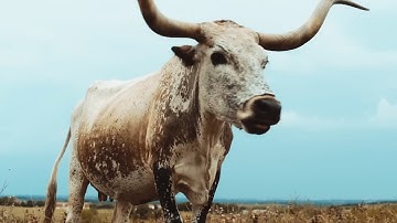 alt-J - Left Hand Free (Official Video)