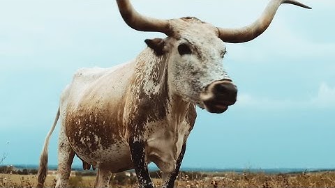 alt-J - Left Hand Free (Official Video) 1