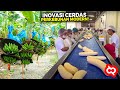 Inovasi Petani CERDAS!! Ternyata Begini Cara Budidaya Pisang Modern Terluas Di Asia Tenggara