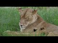 Lion cubs find a family