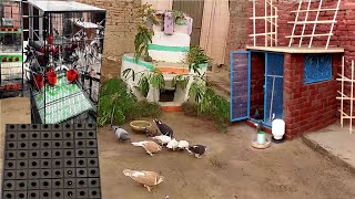 Top 4 Construction And Pigeon and Bird Cage Making Process Videos by Village Construction Secrets 3,977 views 4 months ago 15 minutes