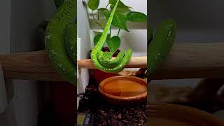 Morelia viridis aru