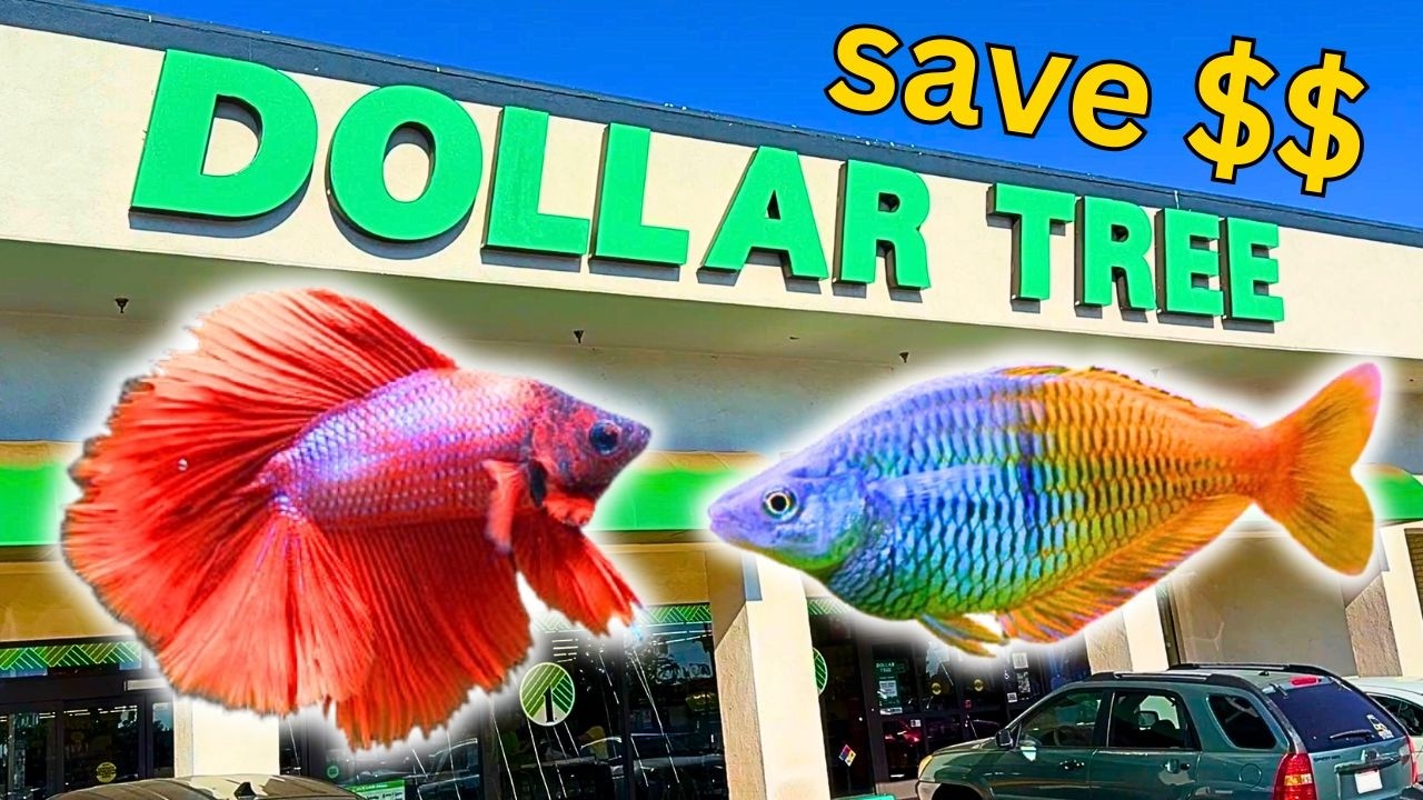 You’re Overpaying for Aquarium Supplies! 10 Things to Buy at Dollar Tree Instead