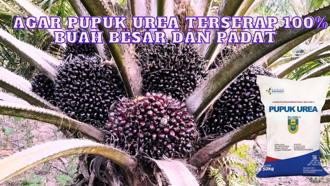 CARA APLIKASI PUPUK UREA YG BENAR