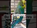 Sessizdi… Bu Sesten Sonra Değişti  #muhabbetkuşu #talkingparot #budgies #birdsong #birds #parrot