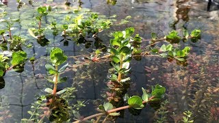 Buy Plants Here! → http://www.jacobsaquarium.com/ Like Jacobs