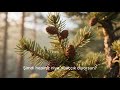 Çocuk Masalları - Ardıç Ağacıyla Ardıç Kuşu