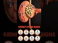 ? சிறுநீரகம் #kidney #facts #food #shorts #wellnessjourney ?