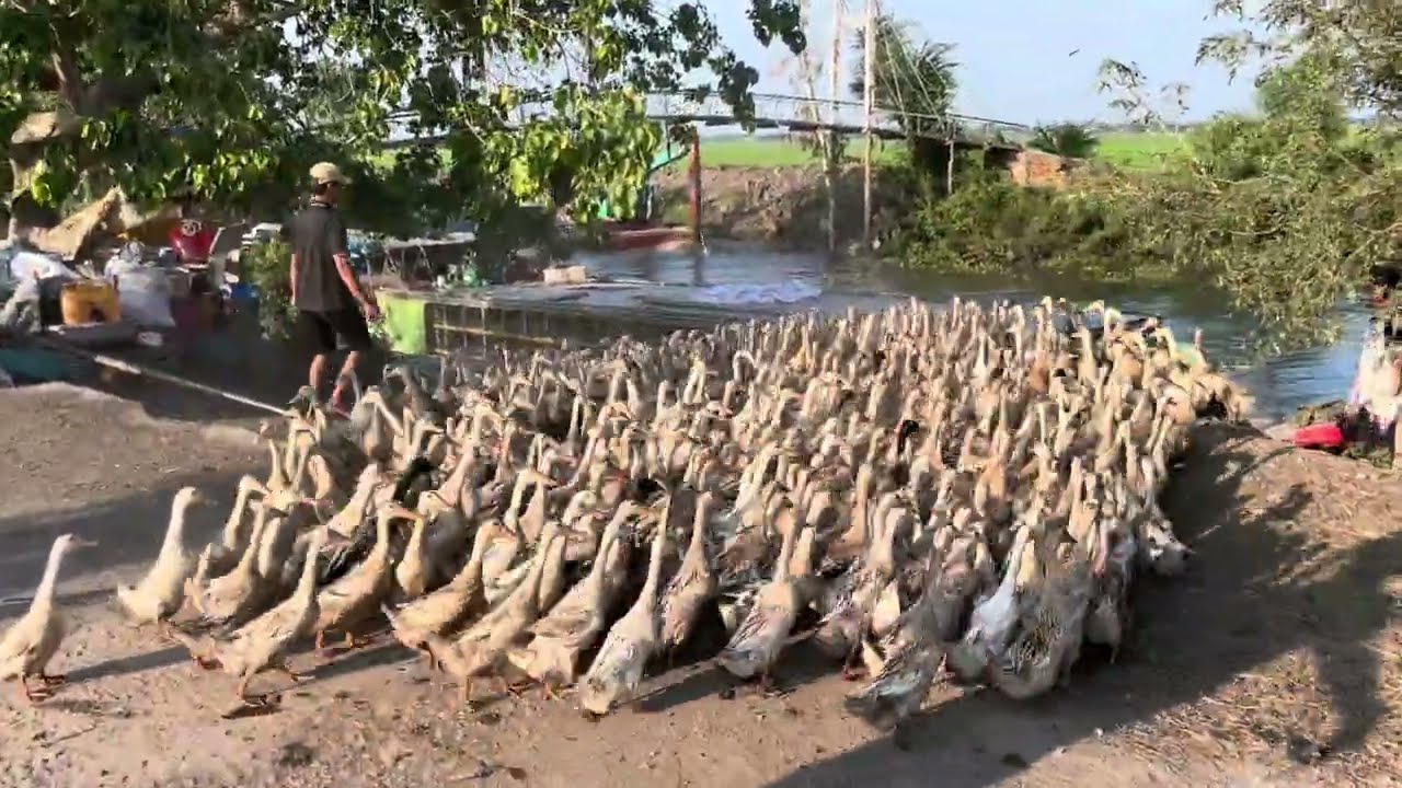 Loosening the Soil Before Loading Ducks onto the Boat – A Unique Free-Range Farming Method”Farm Life