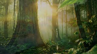 Peaceful Dawn in Nature: Gentle Piano Music for a New Day